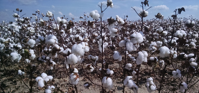 Cotton field with open white bolls