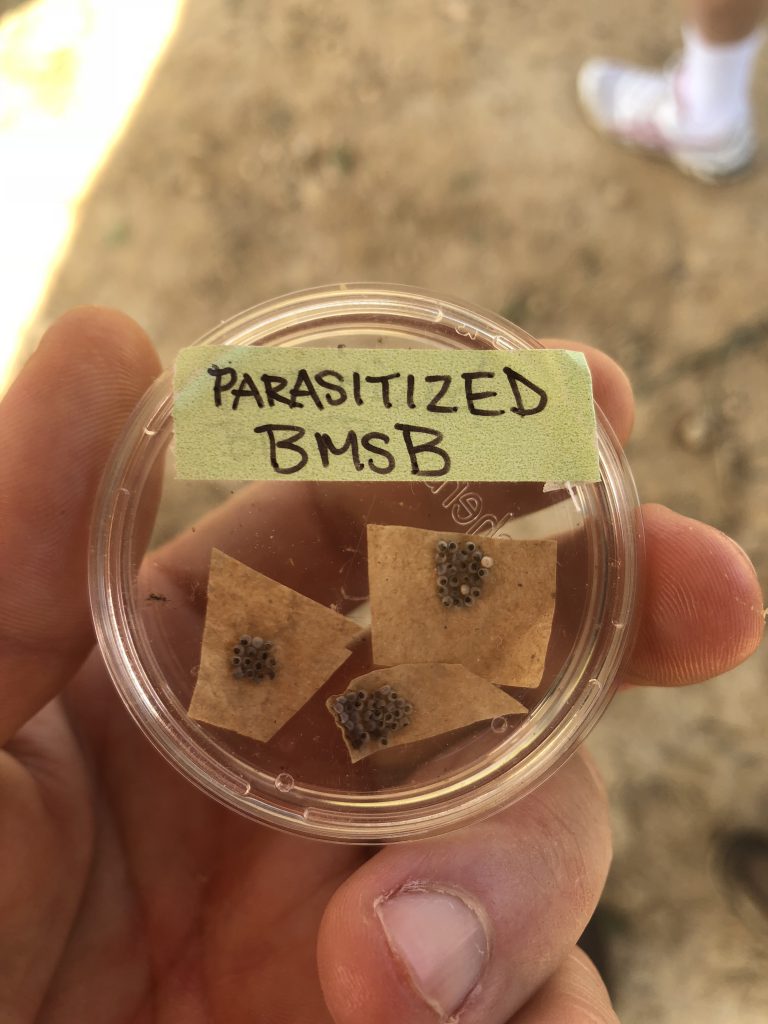 Parasitized BMSB