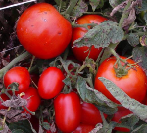 New North Carolina Tomato Varieties Offer Disease Resistance and Better ...