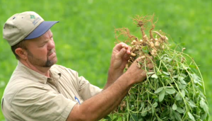 Peanut Farmer