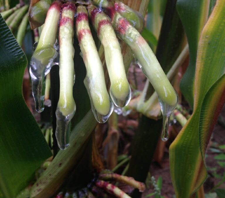 Friday Feature:  Corn that Acquires Its Own Nitrogen