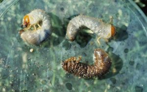A white grub larva infected by a Heterorhabditis bacteriophora insect-parasitic nematode next to two healthy white grub larvae for comparison. Photo by Whitney Cranshaw, Colorado State University, Bugwood.org.