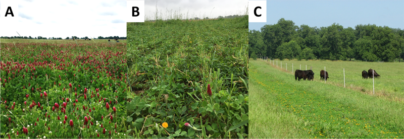 Figure 3. Overseeding of cool-season forages on strip-planted rhizoma peanut in Marianna, FL. A. Cool-season mixture of FL401 rye-RAM oat-Dixie Crimson-Southern Belle red clover-Ball clover; B. transition period during the Spring; C. strip-planted rhizoma peanut growing during the summer. 