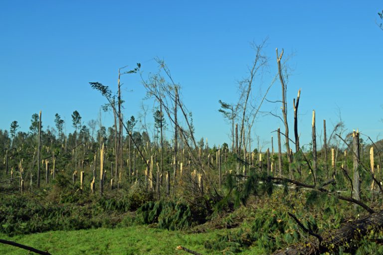 Hurricane Michael Emergency Forest Restoration Program Open Again