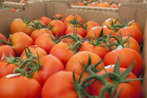 Freshly picked tomatoes