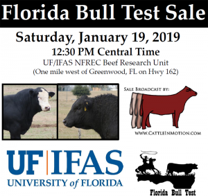 19 Bull test sale graphic