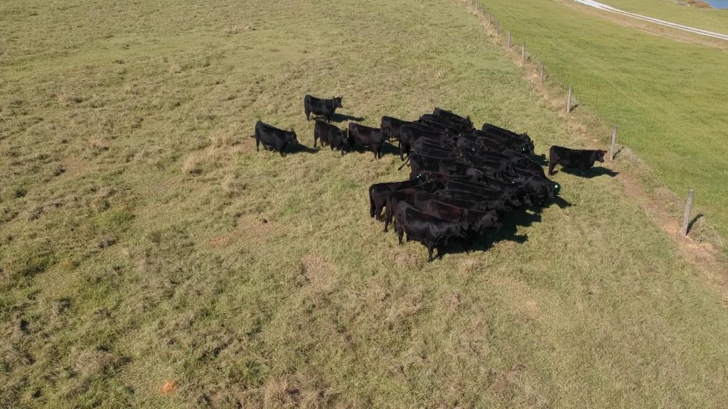 Implementing Low Stress FenceLine Separation for Calf Weaning