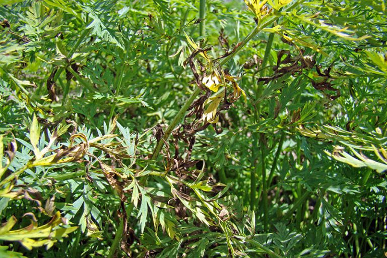 Critical Carrot Diseases for North Florida and a Disease Management