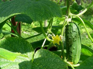 Cucumber growth