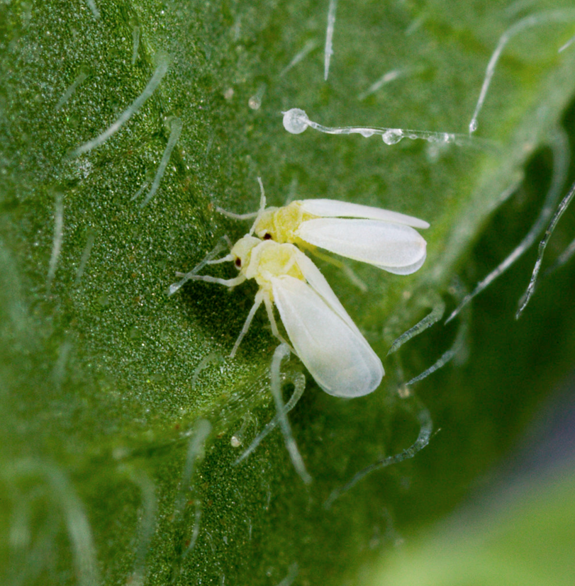 White Fly adults