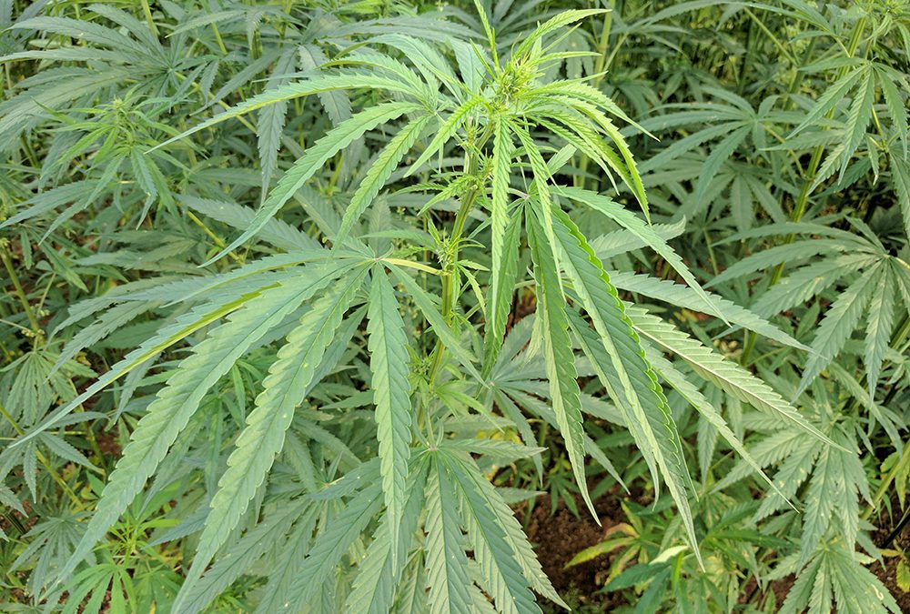 Friday Feature:  Potential of Commercial Hemp Production