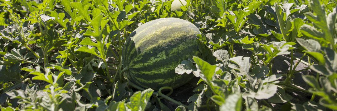 Nutrient Management for Vegetable Crops