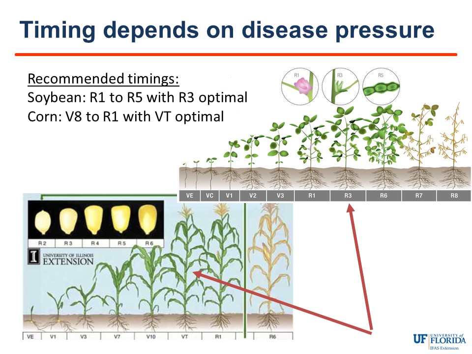 Slide illustrating the appropriate growth stage of corn and soybean regarding fungicide sprays.
