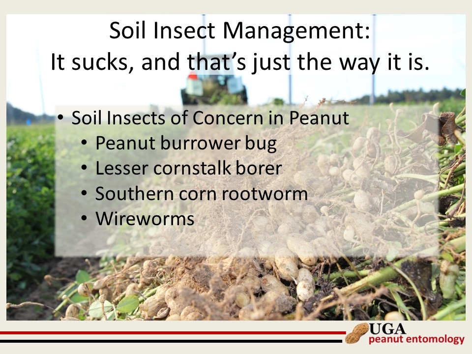 Slide listing several soil insect pests of peanut.