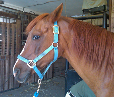 Recognizing and Addressing Behavioral Problems: What is Your Horse Telling You?