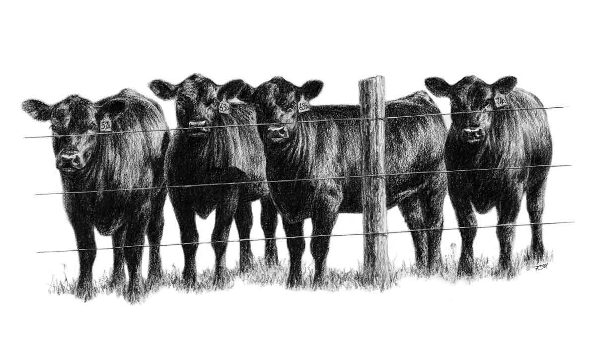 American Angus Association