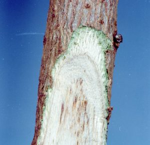 Arbuscular mycorrhizal fungi colonization can assist many agronomic crops with disease resistance, such as the pictured Verticillium wilt disease in cotton. Photo by Clemson University - USDA Cooperative Extension Slide Series, Bugwood.org.