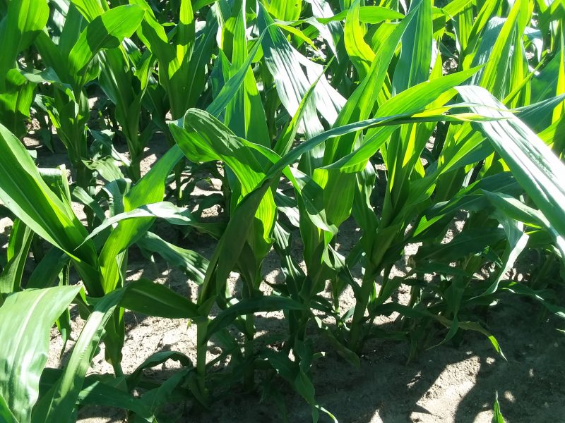 Twisted whorl or buggy whip in corn