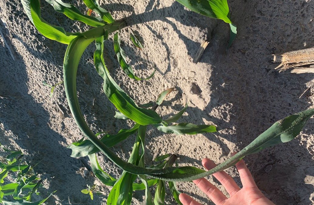 Twisted Whorl Syndrome in Corn