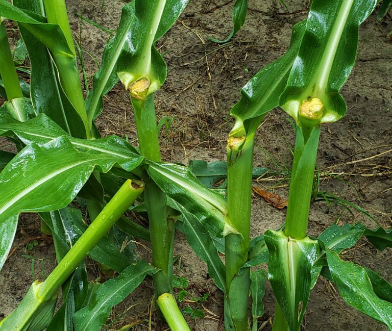 Brittle Snap Damage in Corn