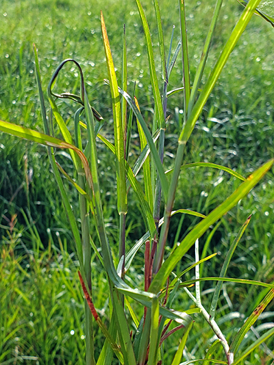 Limpograss with Myriogenospora atromentosa stroma on leaves causing a tangle-top appearence