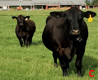 Improving the Reproductive Efficiency of Beef Cattle Herds