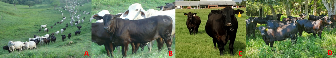 Improving The Reproductive Efficiency Of Beef Cattle Herds Panhandle