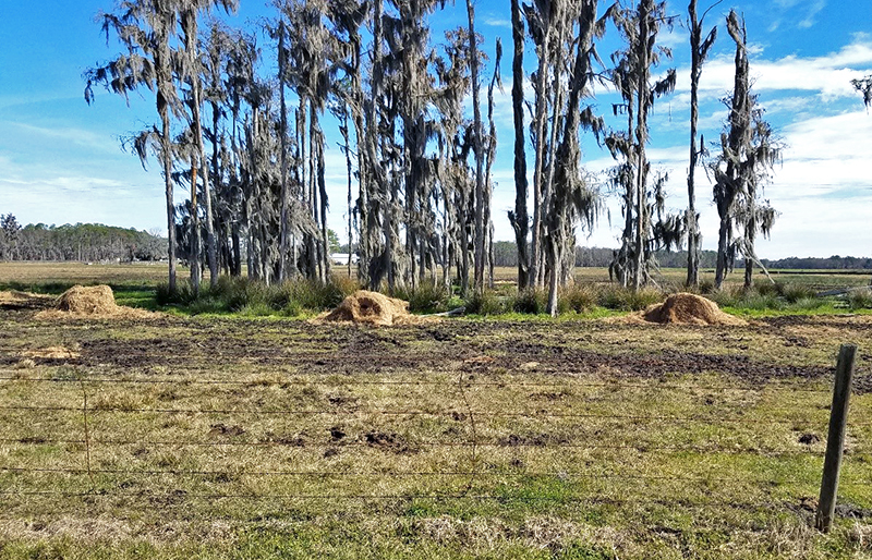 feeding hay on ground