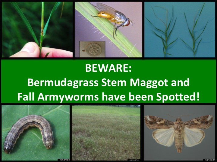 UGA Forage Pest Alert for Armyworms & Stem Maggots