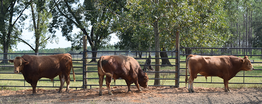 Friday Feature:  Akaushi Cattle in Walton County