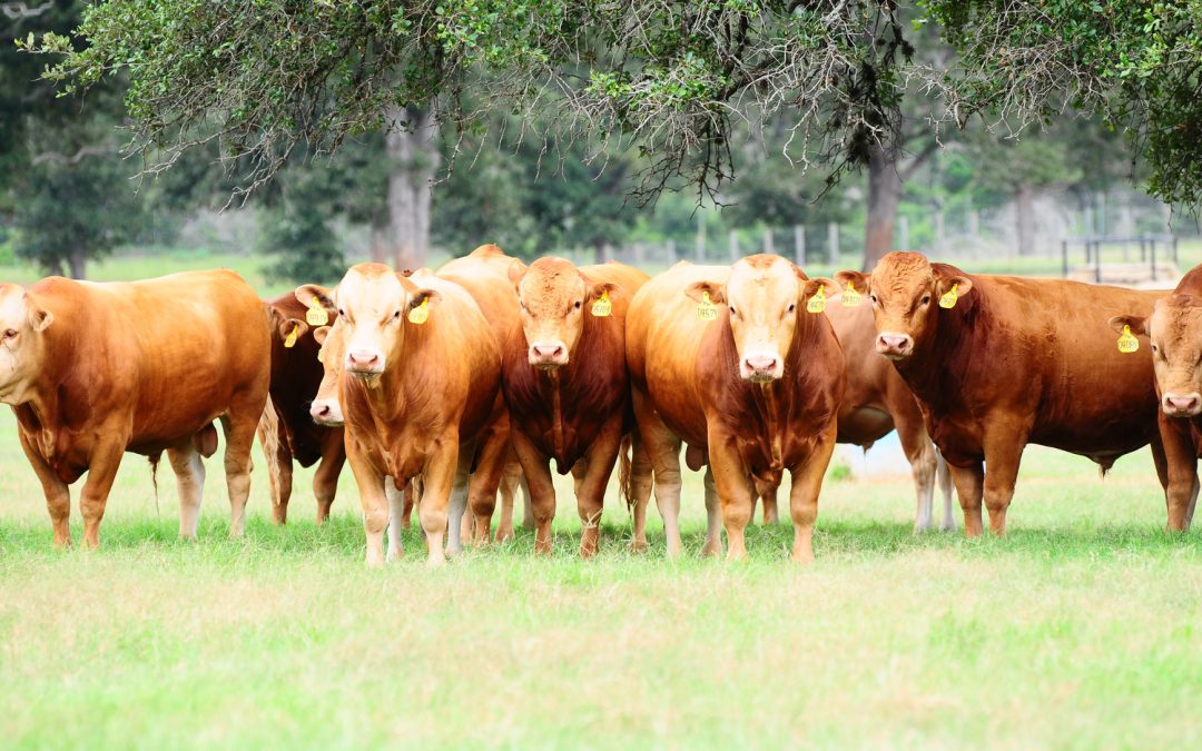Akaushi: Another Option for Beef Cattle Producers