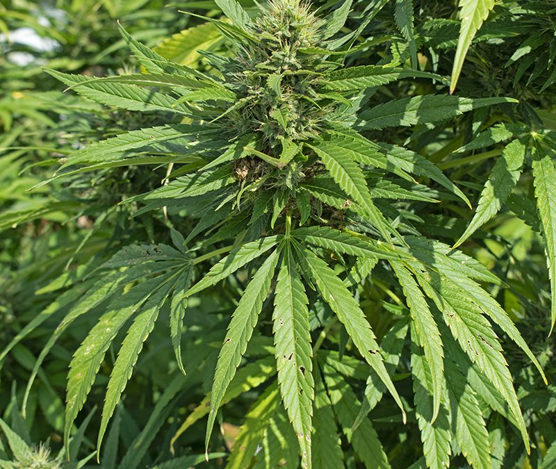 Florida Hemp Farming Rules to be Finalized in April