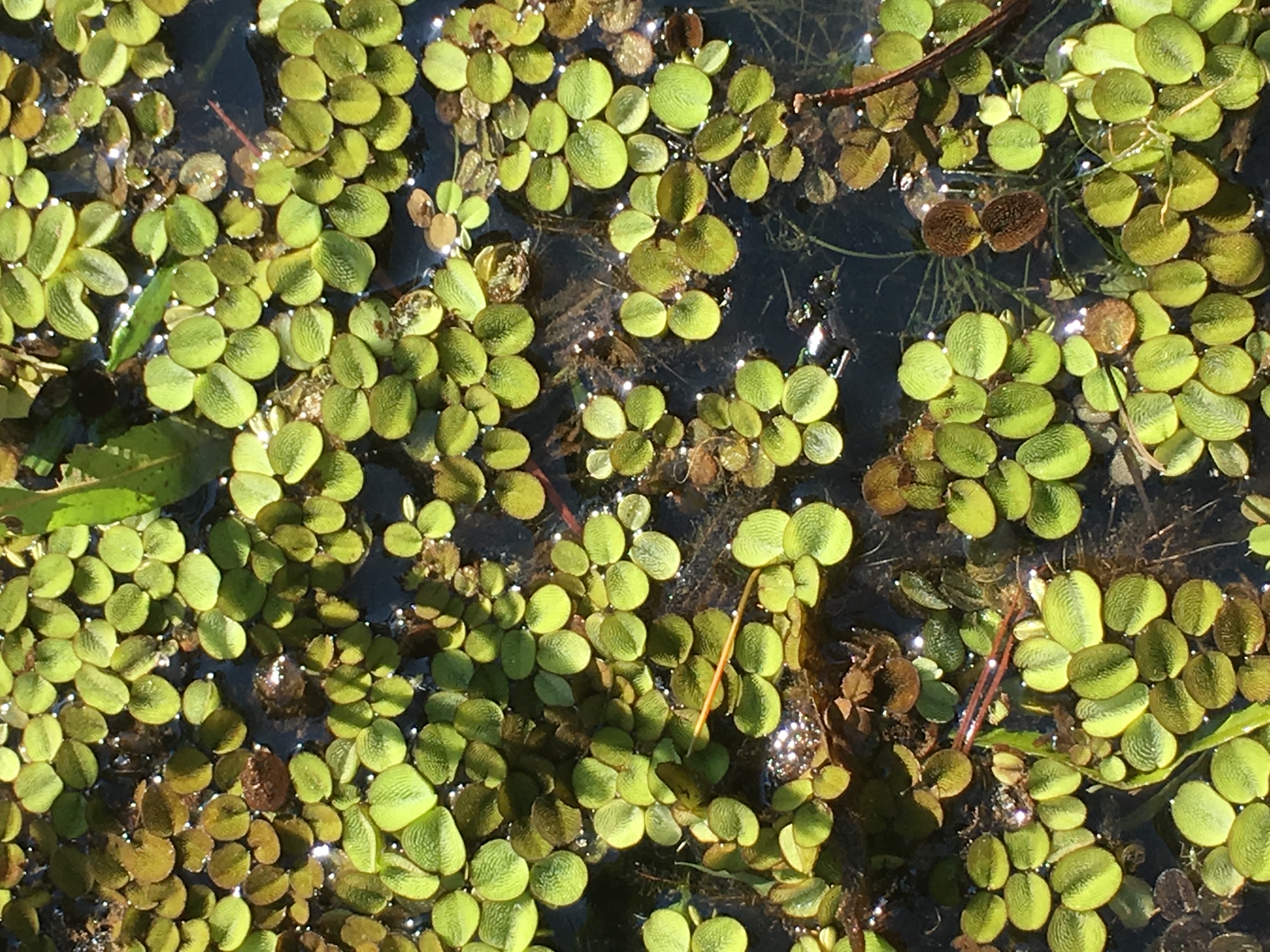 Pond Weed Control Common Salvinia Panhandle Agriculture