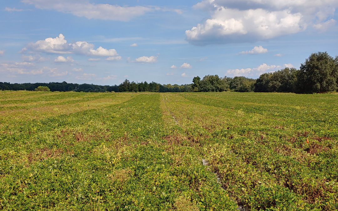 Florida On-farm Trials Test Resistant Peanut Cultivars and Nematicide Application