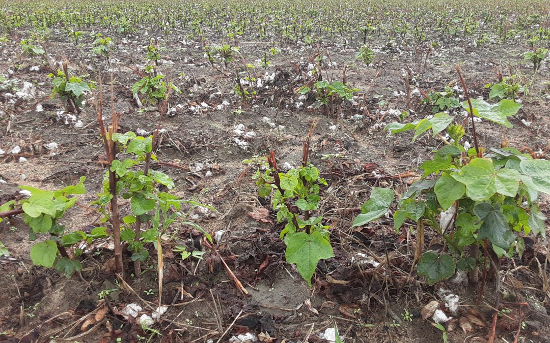 Integrated Pest Management: Importance of Managing Cotton Regrowth