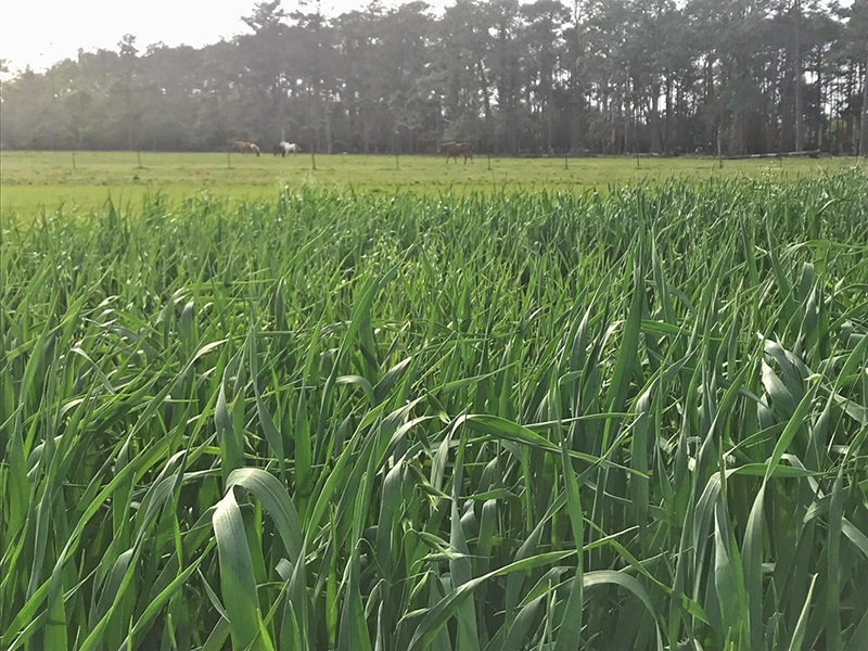 New Cool-Season Forage Cultivars Released by UF/IFAS