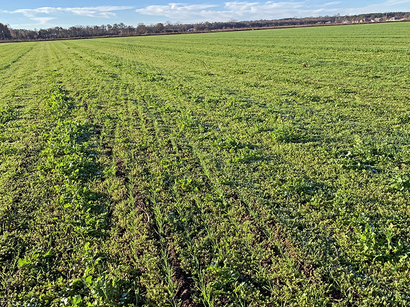 Weed Control in Small Grain Crops: Start Sooner Rather than Later