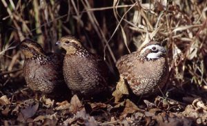 quail trio