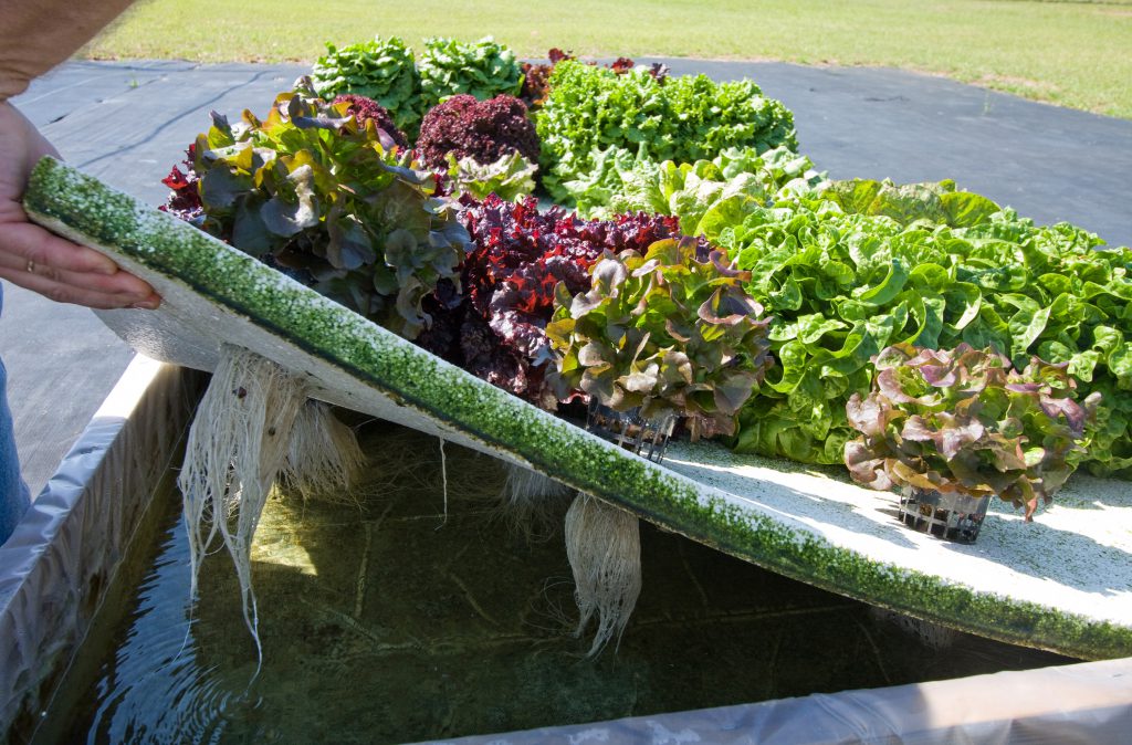 Hydroponic Vegetable Production Panhandle Agriculture