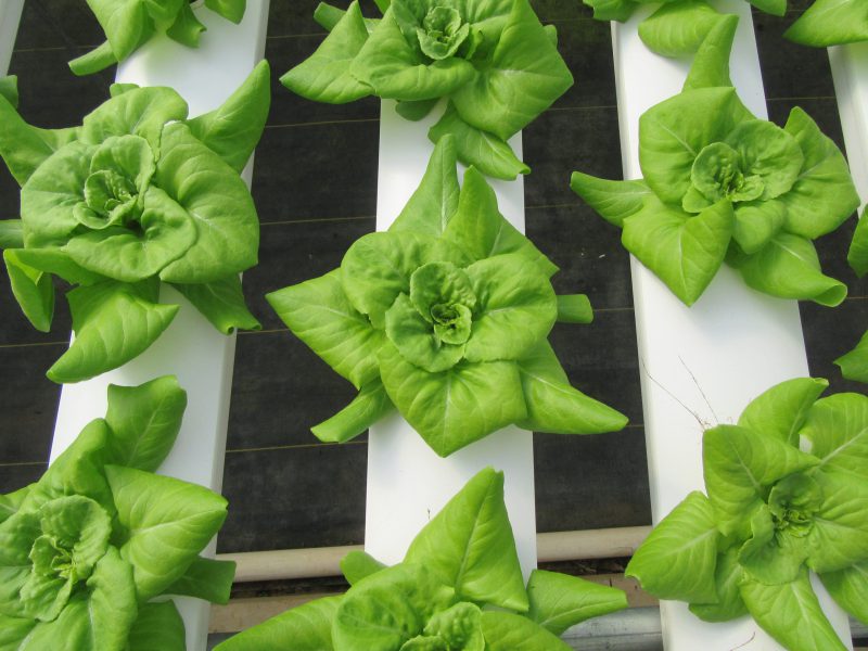 Lettuce growing in an NFT system.