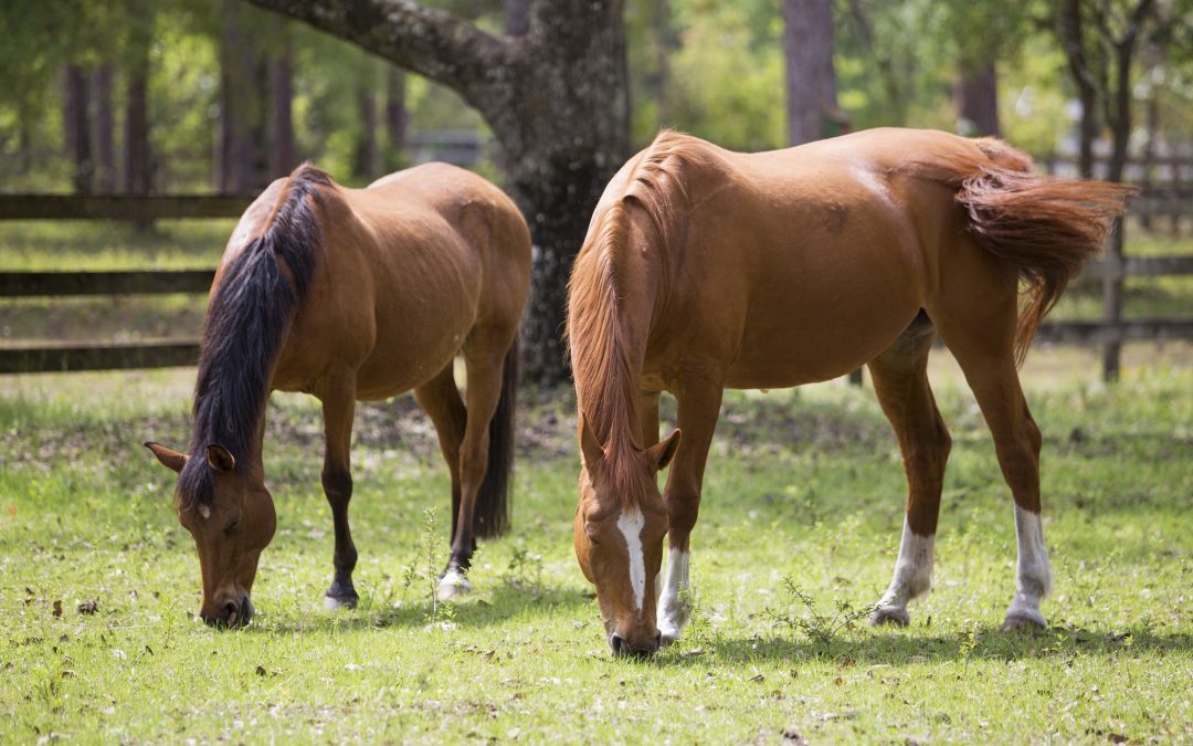Effective Use of Dewormers for Horses