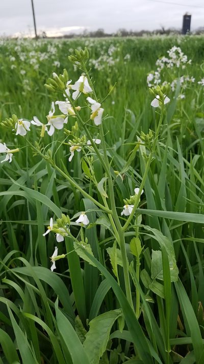 Blooms of tillage radish stand out against the green of oats