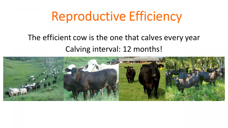 3 - Diaza - Reproductive Efficiency