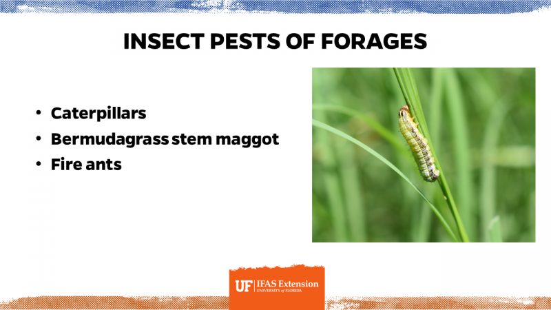  Sprague Forage Insects