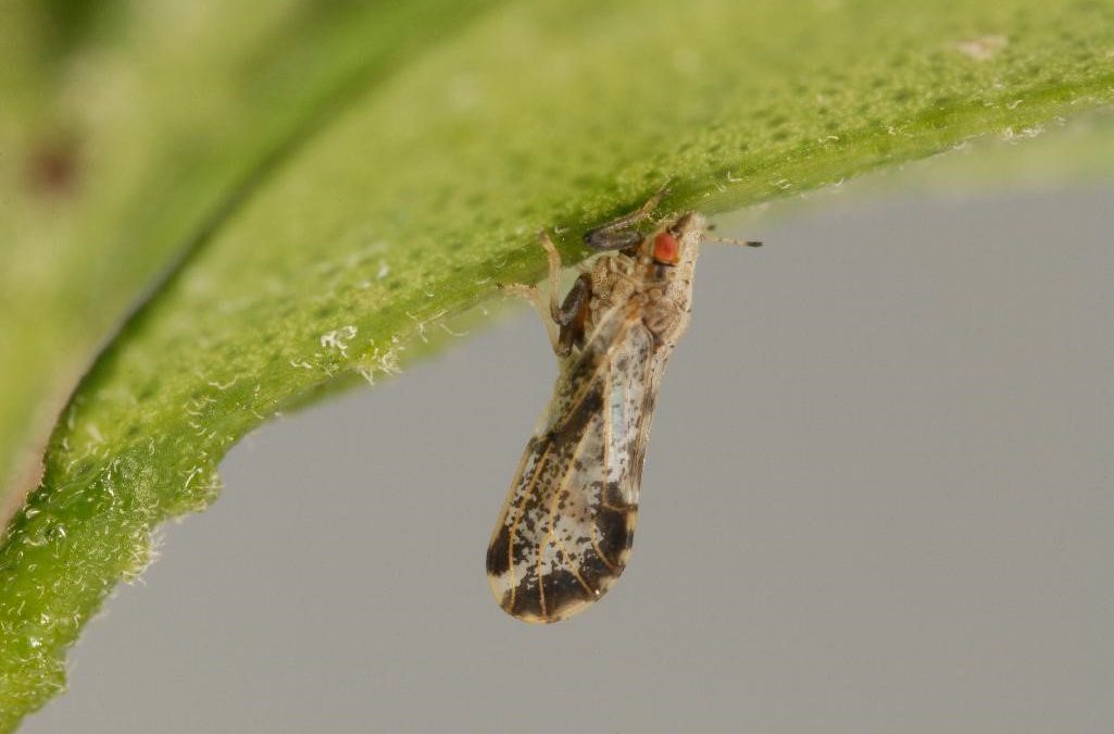 Update on Asian Citrus Psyllid and Citrus Greening in North Florida