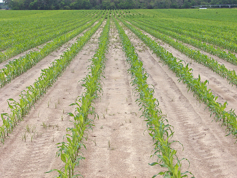  early corn