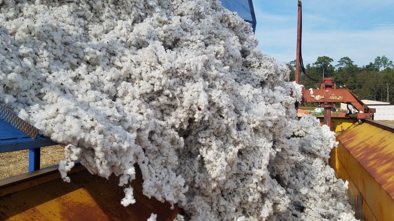 Cotton dumping into a weigh wagon