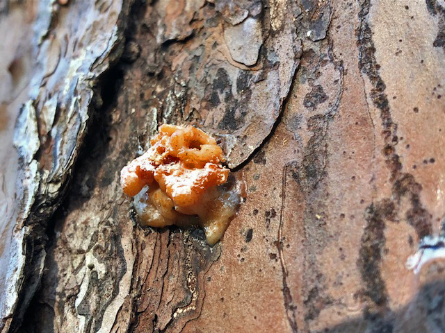 Has the Pine Bark Beetle Infestation Peaked?