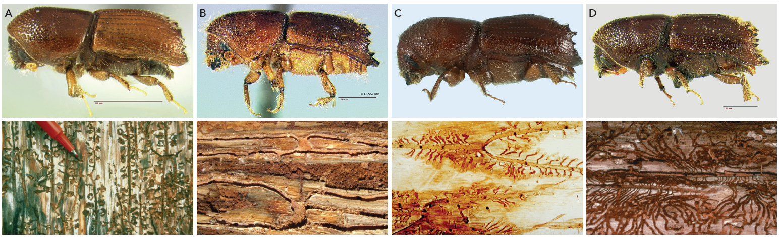 Ips beetle species in the Southeast