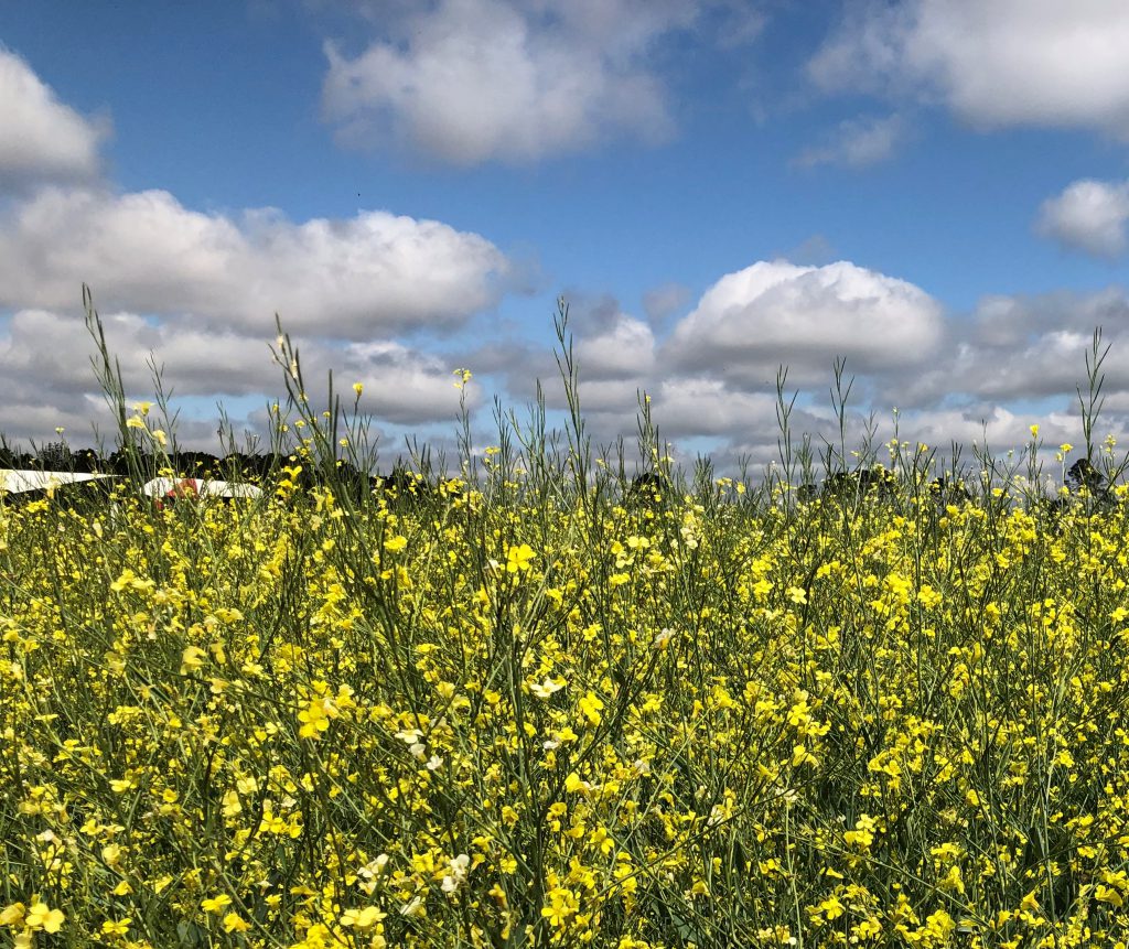 carinata pic | Panhandle Agriculture